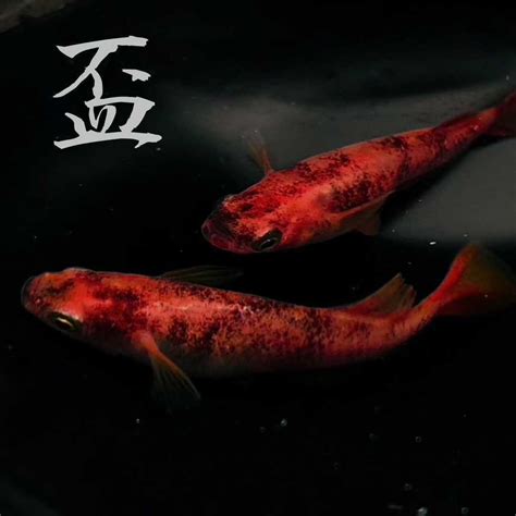 龍錦魚